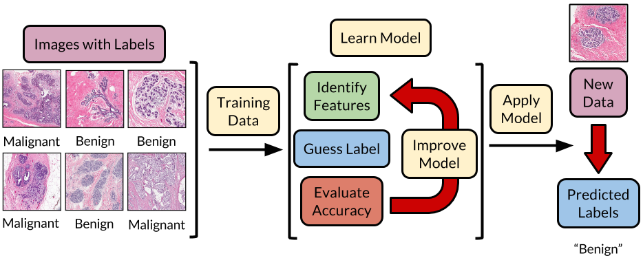 Figure 4: Overview of a machine learning algorithm for image analysis, including how it is trained to classify disease status from a medical image and how it is applied to new images.