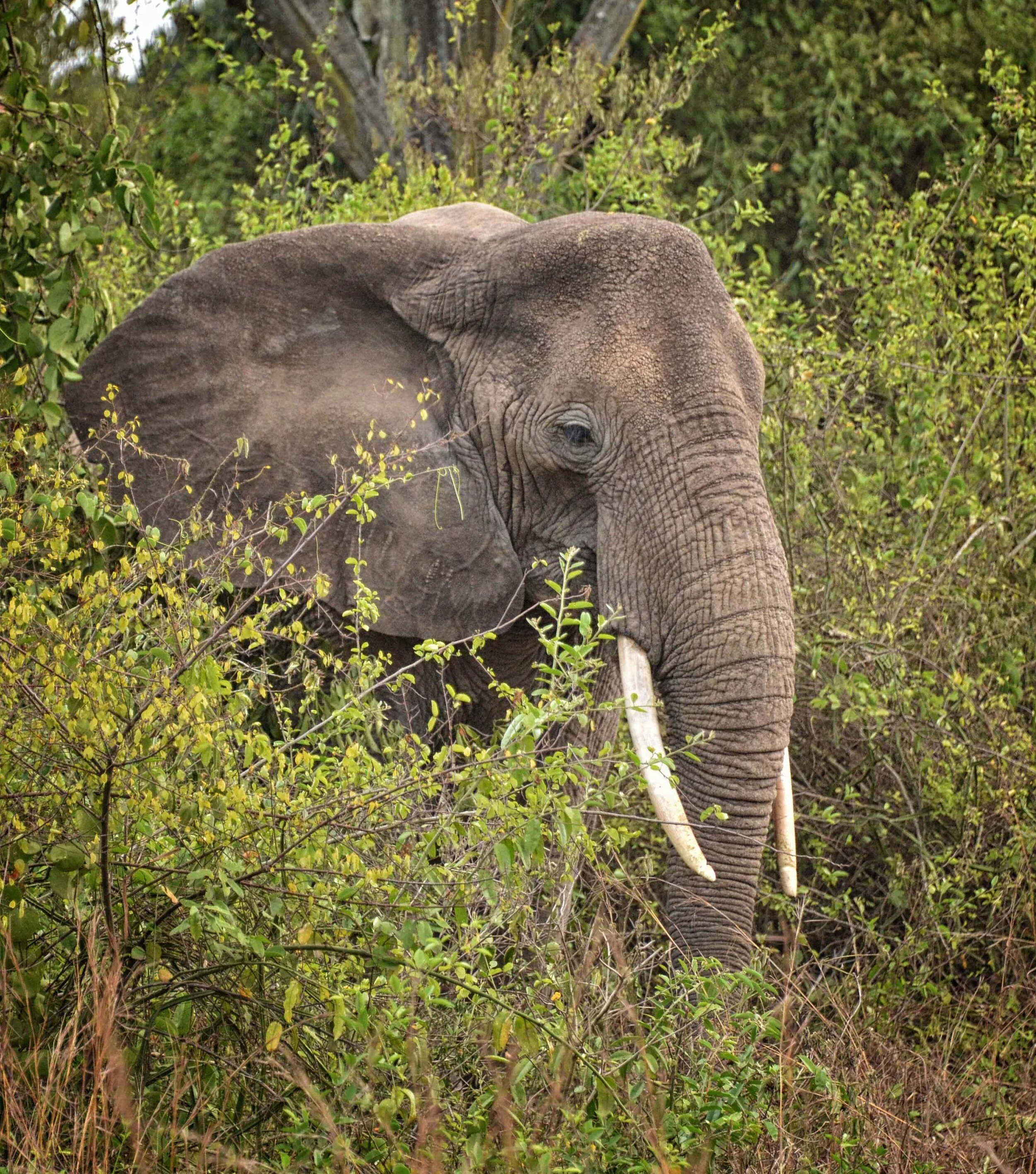 African_Elephant_Uganda.jpg