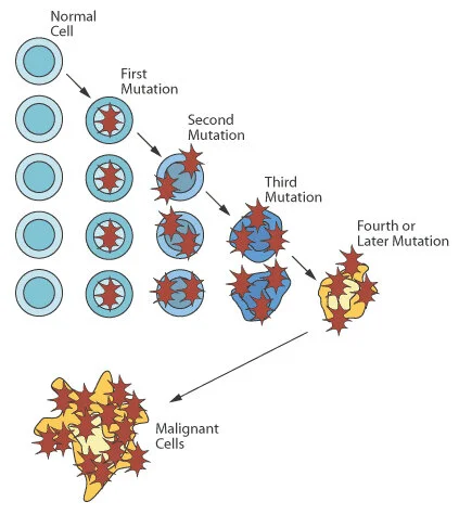 Figure 1: Multiple mutations are needed to create a cancer cell.