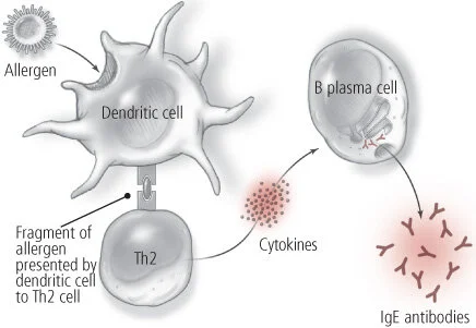 Figure 1: Initial immune response upon first contact with an allergen. The allergen is recognized as foreign by the dendritic cell, which then presents a fragment of the allergen to a T helper 2 (Th2) cell. The Th2 cell signals for an immune response by causing B cells to produce antibodies that will bind to the allergen. These antibodies act as a signal to the immune system that the allergen needs to be destroyed.