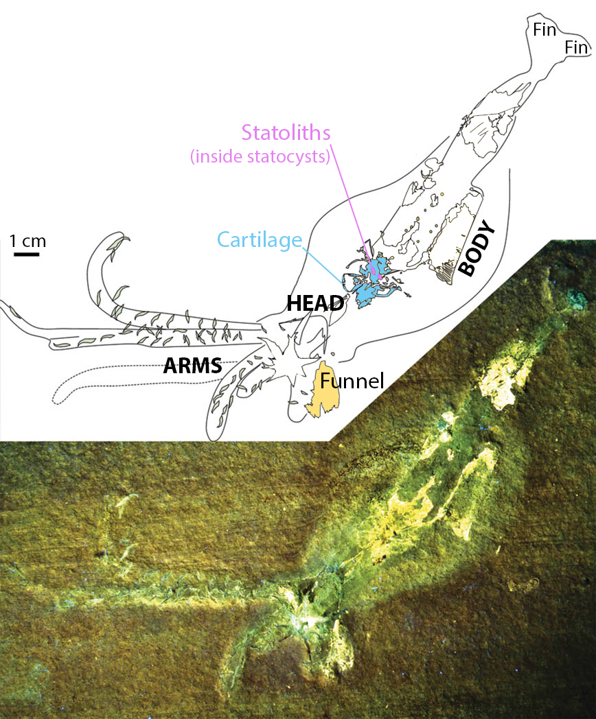 A fossilized belemnite is illuminated by ultraviolet light. The corresponding drawing labels key body parts. Photo and drawing used with permission from the authors and modified by Diana Li.