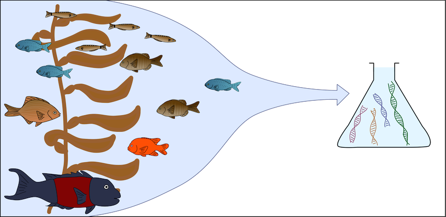 eDNA could allow the reconstruction of a whole ecosystem from a jar of seawater. (Illustration: N. Low)