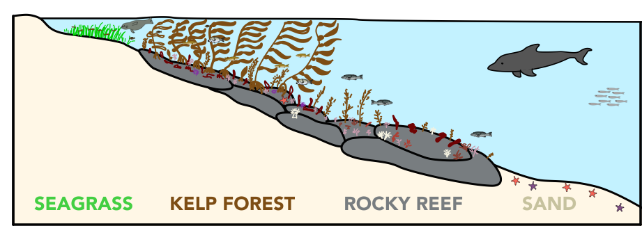 Stanford researchers collected eDNA samples in four adjacent habitats, from seagrass beds in near-shore shallow water, to the deeper sandy bottom about 1.5 miles from shore. (Illustration: N. Low)