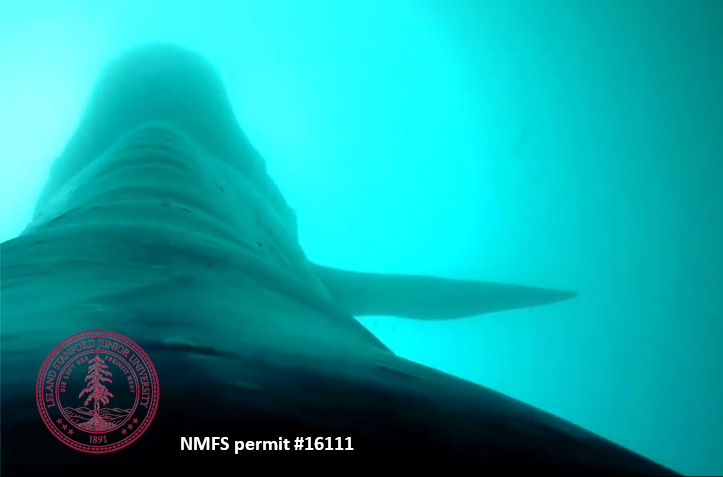 A blue whale opens its mouth to lunge at a patch of krill.
