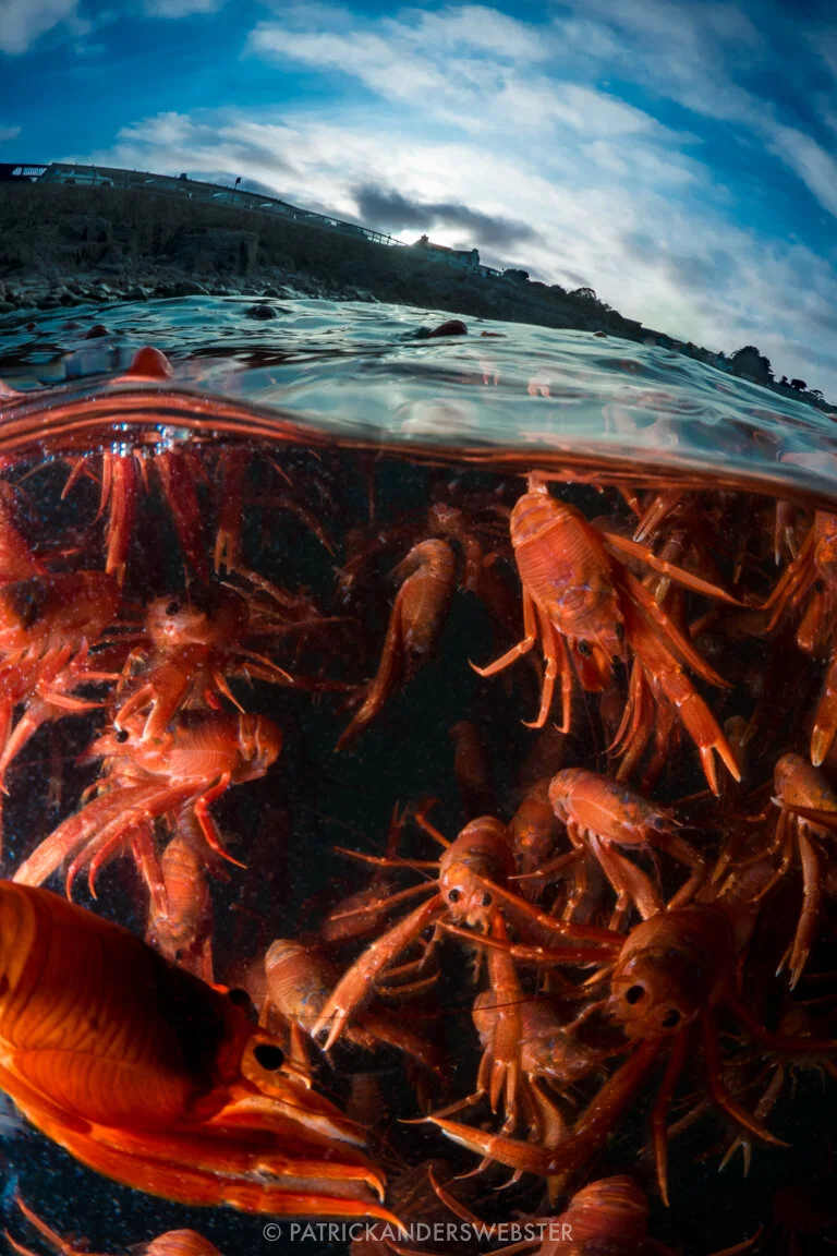 Pelagic red crabs, an unusual warm-water visitor to Monterey waters. Photo used with permission from Patrick Anderson (Instagram: @underwaterpat).