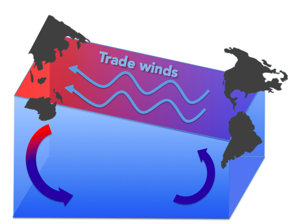 The trade winds blow east to west across the Pacific Ocean, pushing warm water up by Asia and Australia and driving circulation. Graphic by Julia Mason.