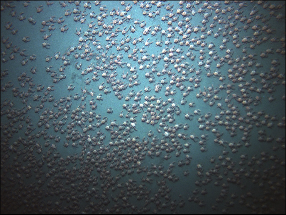 Swarming crabs discovered at the bottom of an underwater mountain. (From Pineda et al. 2016)