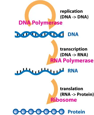 Figure 1: Information transfer between biological molecules in the cell.