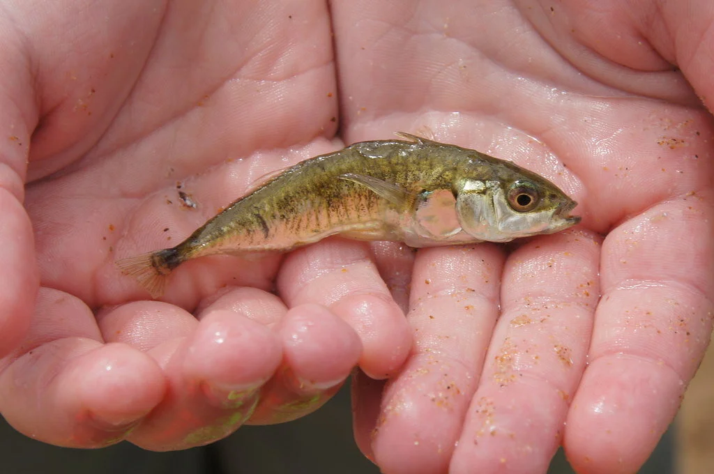 A threespine stickleback impregnated with maturing tapeworms. Photo by Mike Pennington (CC by 2.0).