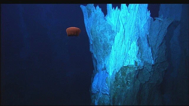 The Remotely Operated Vehicle Hercules captured this image of a deep-sea jelly fish just south of a hydrothermal vent on the Mid-Atlantic Ridge. Photo Credit: IFE, URI-IAO, UW, Lost City Science Party; NOAA/OAR/OER; The Lost City 2005 Expedition.