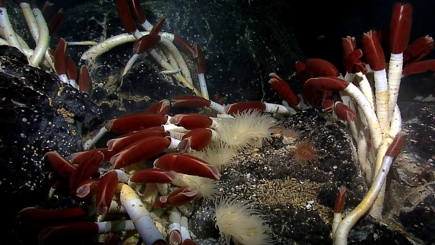 Tube worms (Riftia pachyptila) grow among mussels and anemones in a hydrothermal vent system off the coast of Ecuador. Photo Credit: NOAA Ocean Explorer; Galapagos Rift Exploration 2011.
