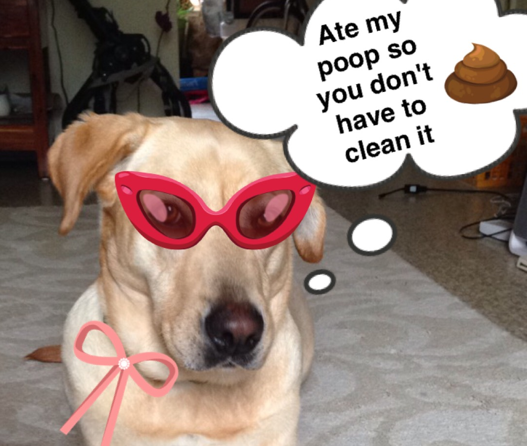 WHY DO DOGS EAT POOP?