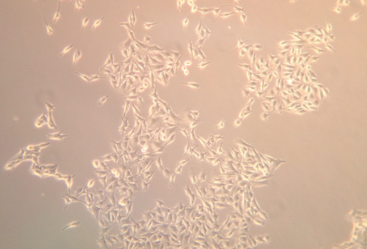 Figure 1: How can we tell these cells apart?!