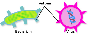 Figure 1: Antigens on the surface of two pathogens, a bacterium and a virus.