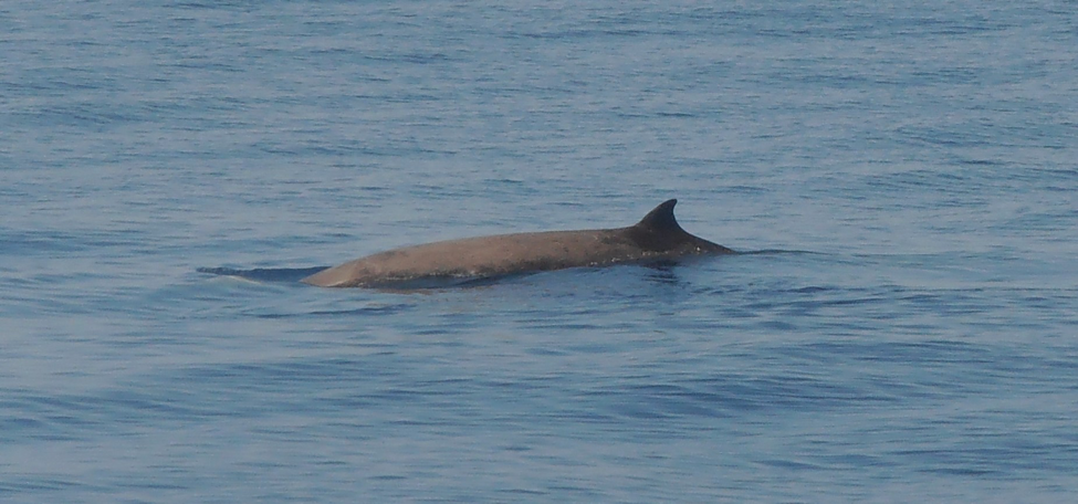 Figure 1. Fleeting glimpse of a Cuvier’s beaked whale surfacing in the Ligurian Sea of Italy. Photo credit: Emmanuel Baltasar / CC-BY-SA-4.0.