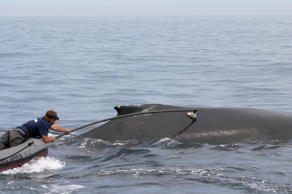 Figure 2. Researchers deploy a suction cup tag on a humpback whale (Megaptera Novaeangliae) in the Stellwagen Bank National Marine Sanctuary. Photo credit: NOAA Fisheries, Permit #775-1600-10.
