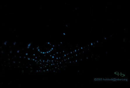 The *Abraliopsis* squid uses patterns of light organs, called photophores, to mask its silhouette from predators lurking beneath. Photo courtesy of [http://biolum.eemb.ucsb.edu/](http://biolum.eemb.ucsb.edu/).