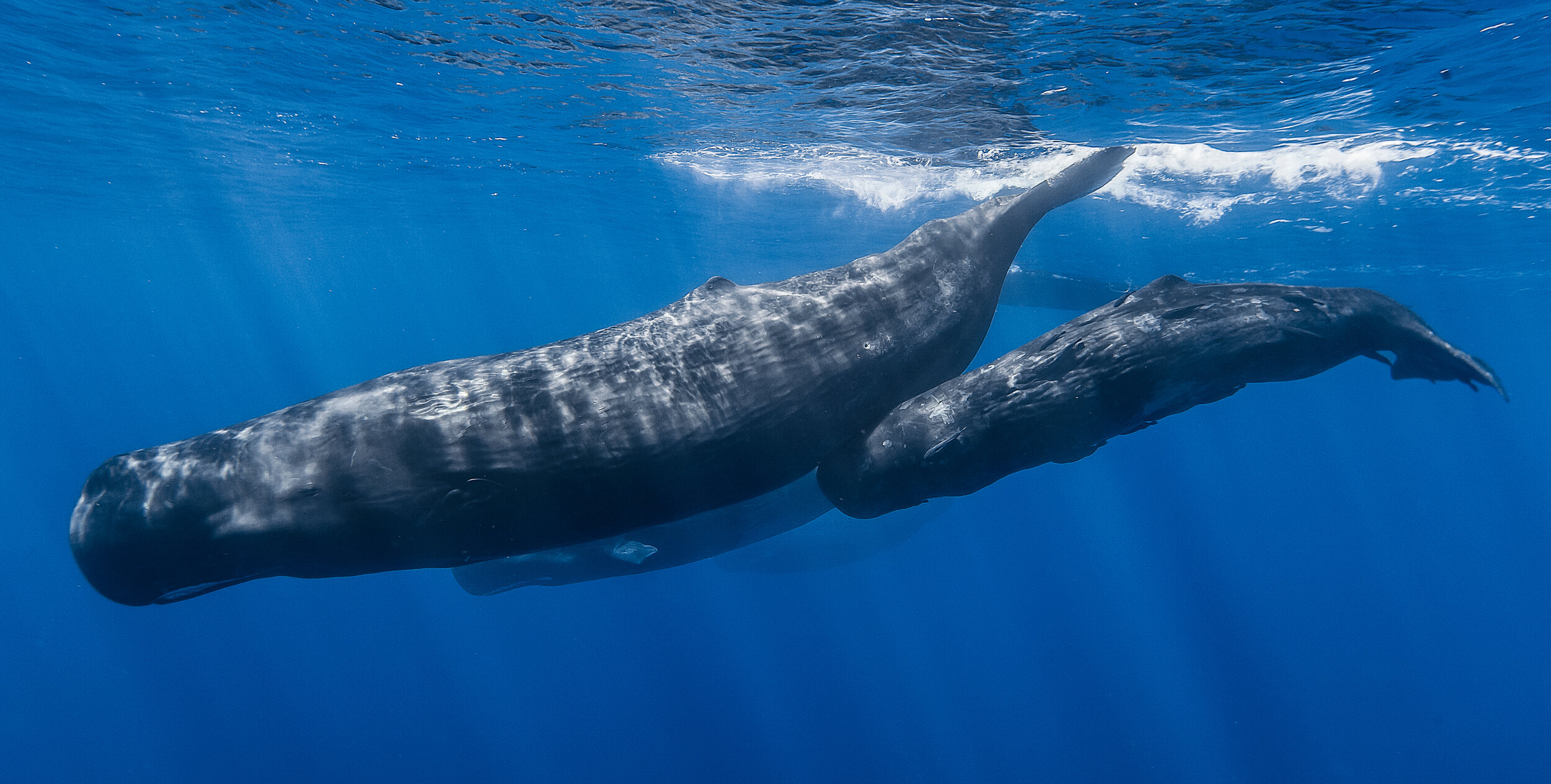 Sperm whales can dive to 3,000 feet multiple times a day, and stay at depth for about 40 minutes.  Photo Credit: Gabriel Barathieu, Oregon State University.