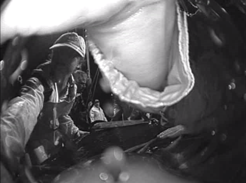 *Rosen has seen Humboldt squids many times, but this is the first time that one has seen her (on left in hat). Photo from Crittercam video by National Geographic Remote Imaging.*