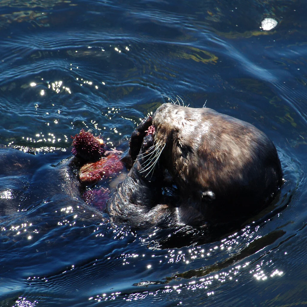 *Sea otters can control sea urchin populations by eating them, and thus have positive effects on kelp forests. Photo by [Matt Knoth](https://www.flickr.com/photos/mattknoth/1066152486/in/photolist-pgx26g-ovS5q1-7rCGbY-4wMcJK-oYL59R-oYMjFU-F5FhrQ-85VMgb-4N4uEU-8rBrx3-4U4Cnu-DrSbH-4WvcE4-2CdiZq-8rBrqf-2XRzB4-5NPGTU-bjW8xd-6UUdZF-rbLJcR-3KEBaB-5BTzFG-5ia6ZM-oonRa4-rvKUGn-rKVm25-qRdmQS-rvCmkw-rNde38-rNdeRT-rN8evP-rN8dZP-rKVnHG) ([CC BY-NC-ND 2.0](https://creativecommons.org/licenses/by-nc-nd/2.0/)).*