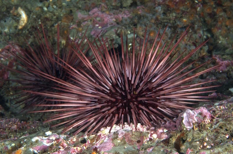 THE URCHIN’S TALE, PART 1