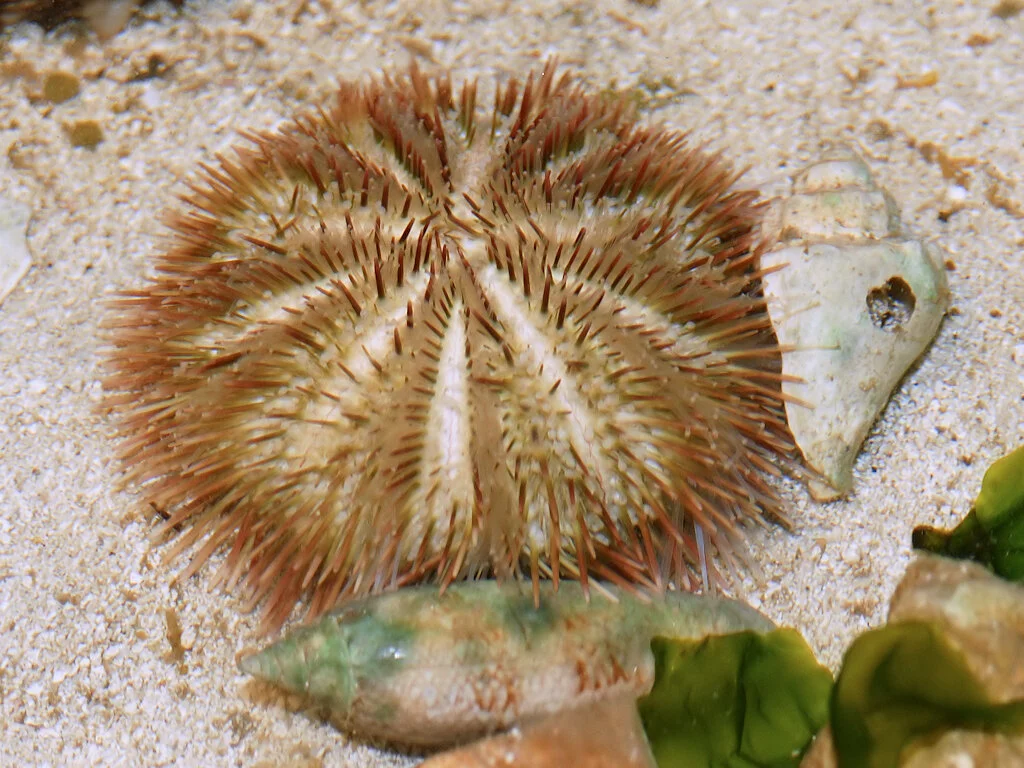 *Image by [Hans Hillewaert](https://commons.wikimedia.org/wiki/File:Lytechinus_variegatus.jpg) [[CC BY-SA 4.0](https://creativecommons.org/licenses/by-sa/4.0/deed.en)]*