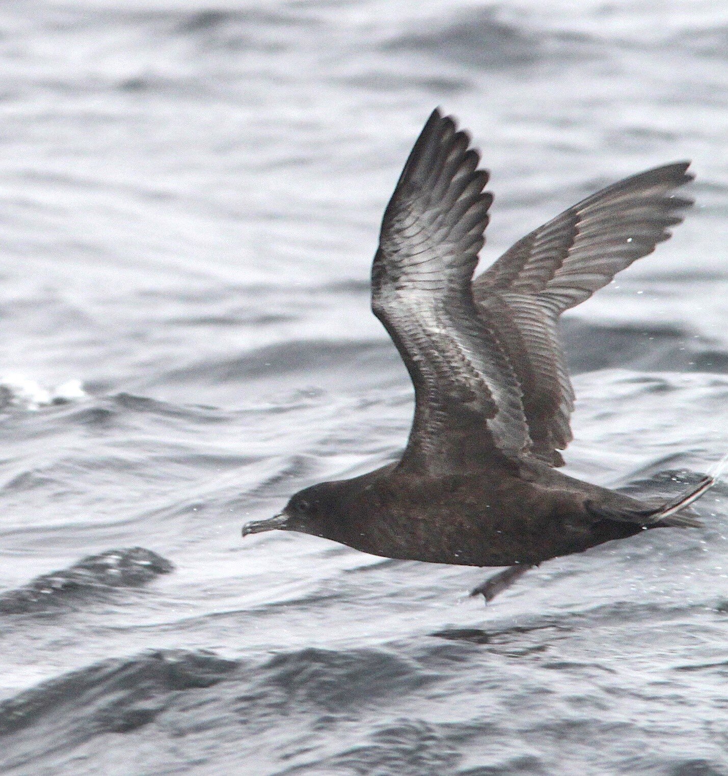 **A sooty shearwater flies over the Monterey Bay.  P.C. – Alan Schmierer**