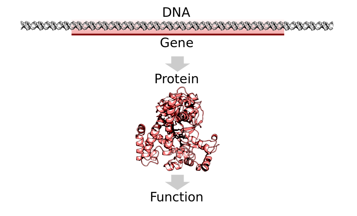 **Figure 1: A gene is a chunk of DNA that contains a blueprint for making proteins.**(Image adapted from Thomas Shafee [through Creative Commons 4.0](https://commons.wikimedia.org/wiki/File:DNA_to_protein_or_ncRNA.svg))