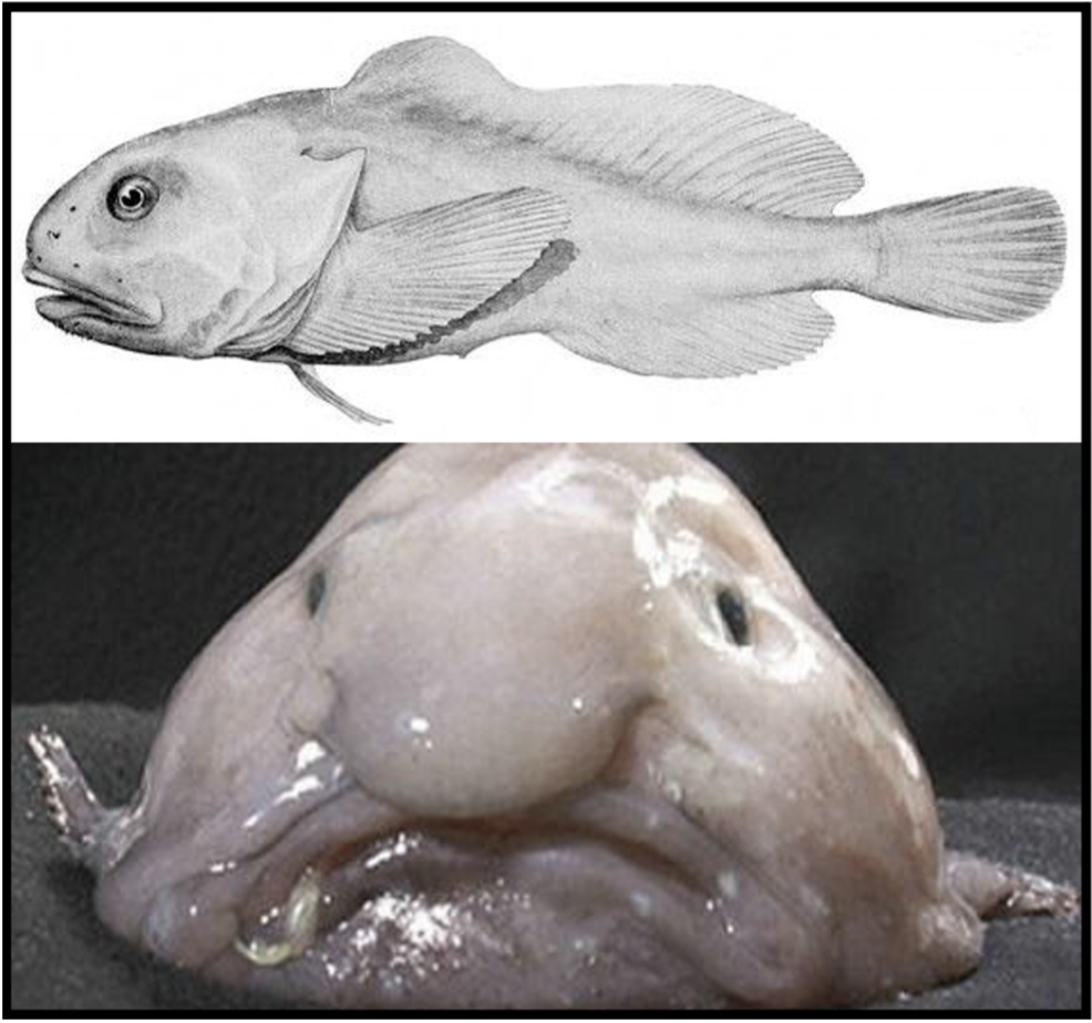 How a Blobfish (a Deep Sea Fish) Looks with and without the