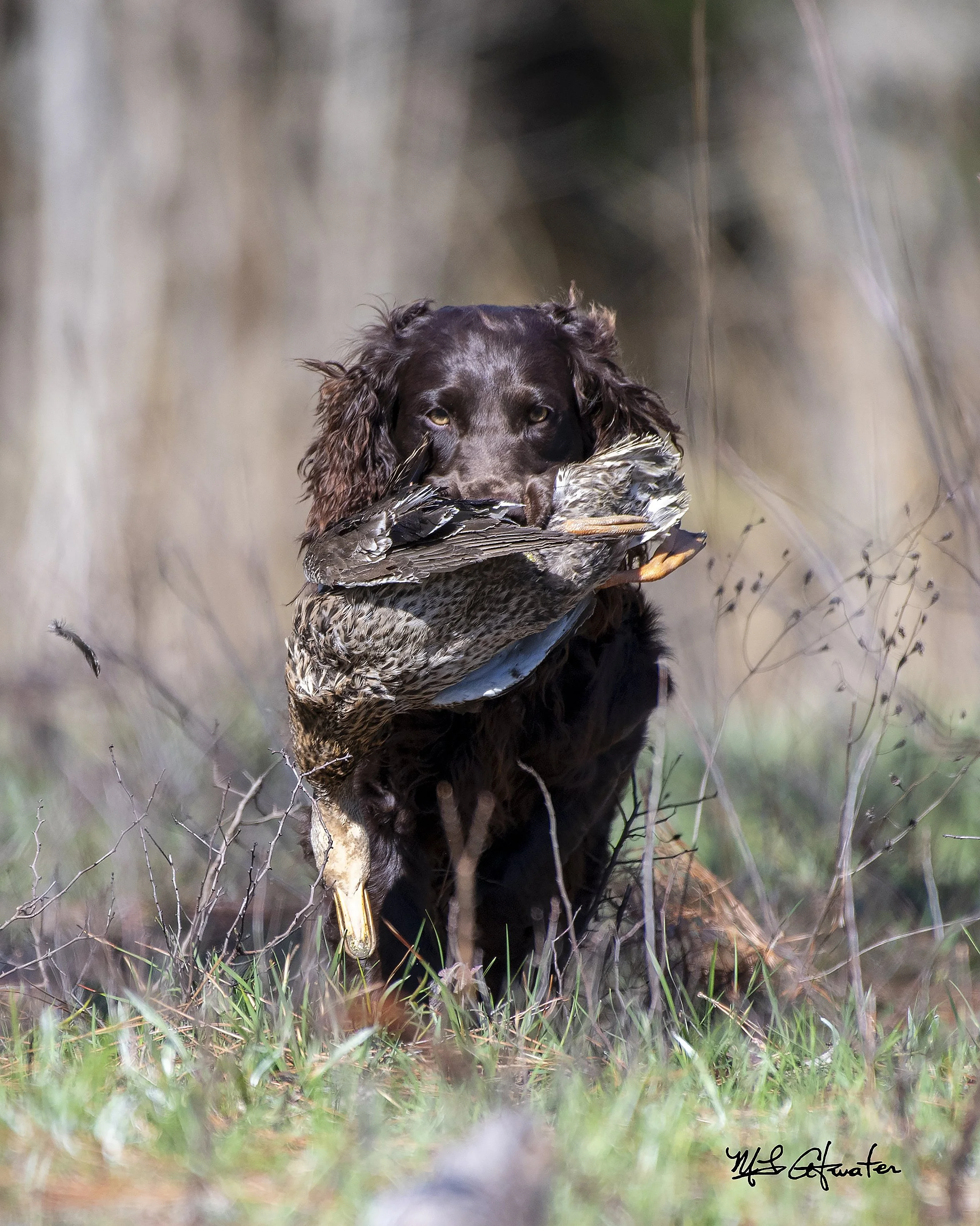 A brown dog with long ears holding a bird in its mouth, standing outdoors among grass and thin branches.