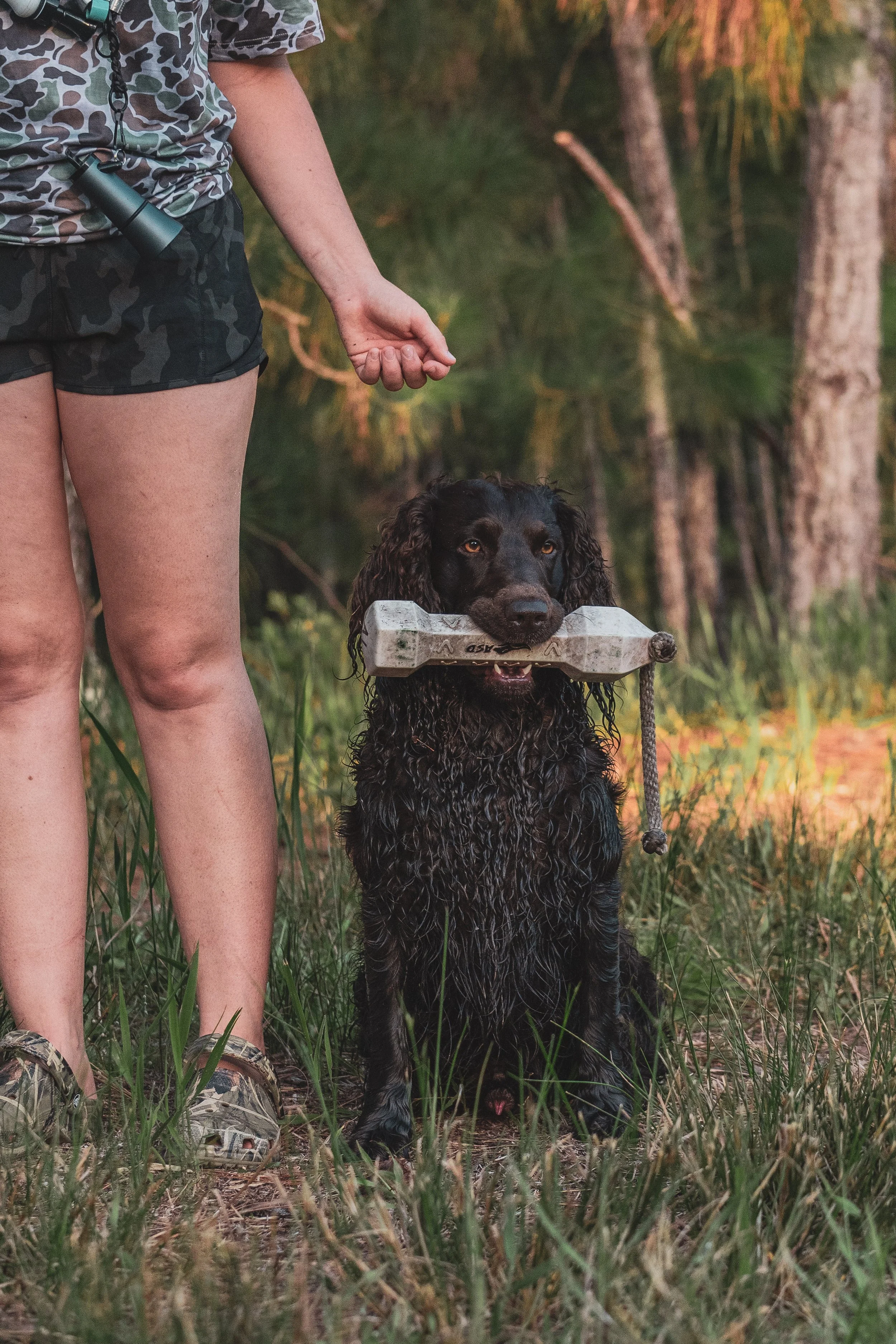Close-up of a person in camouflage shorts and shirt, standing outdoors with a black and white retriever dog wearing a launcher in its mouth, in a forested area with green grass and trees.