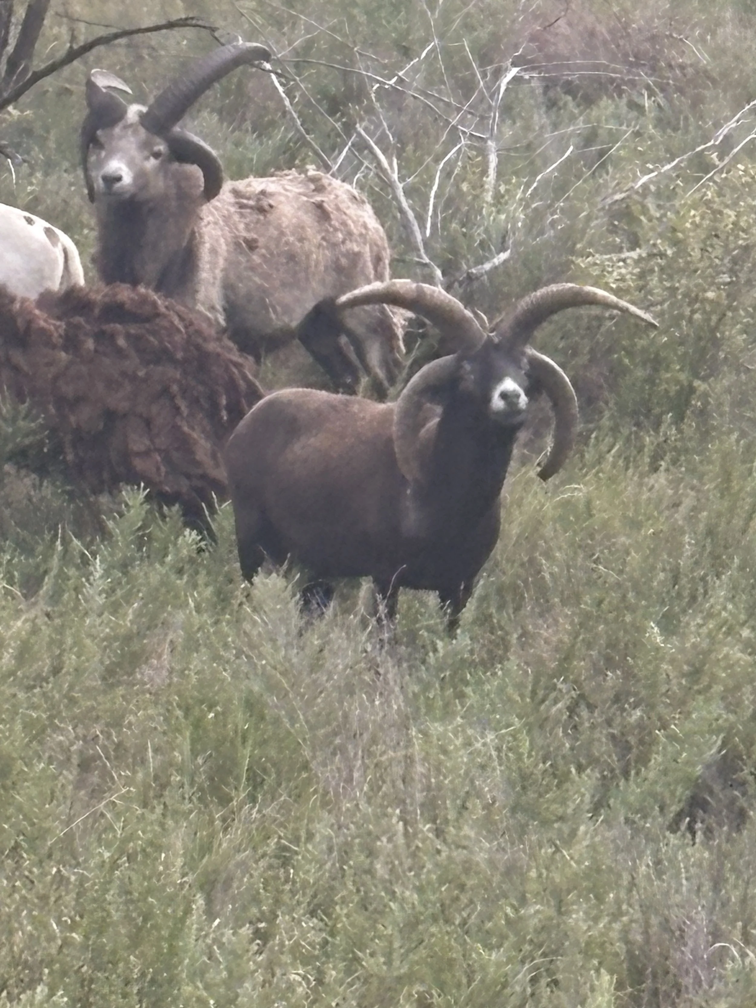 Mature desert dragon