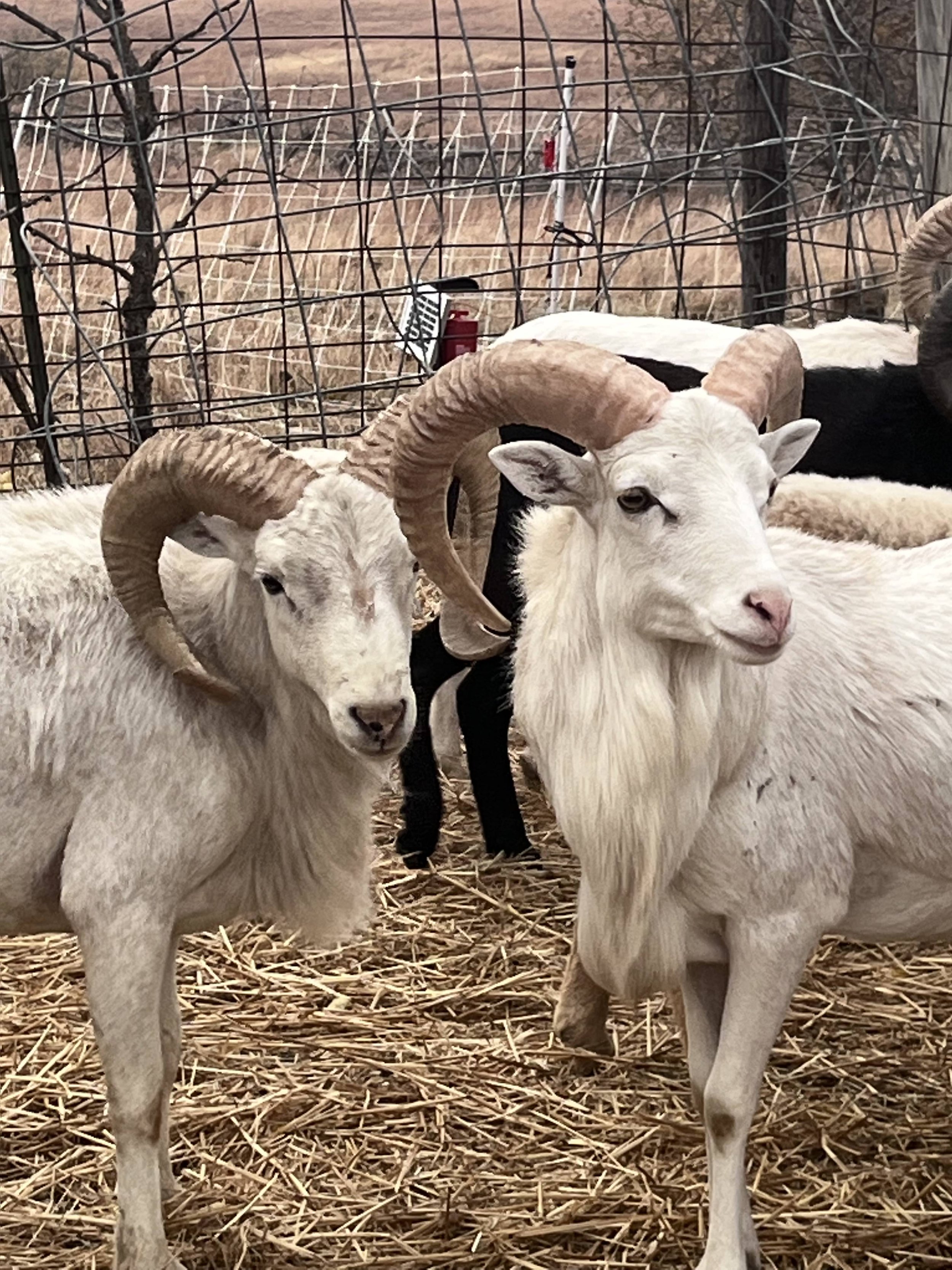 Texas Dahl Ram
