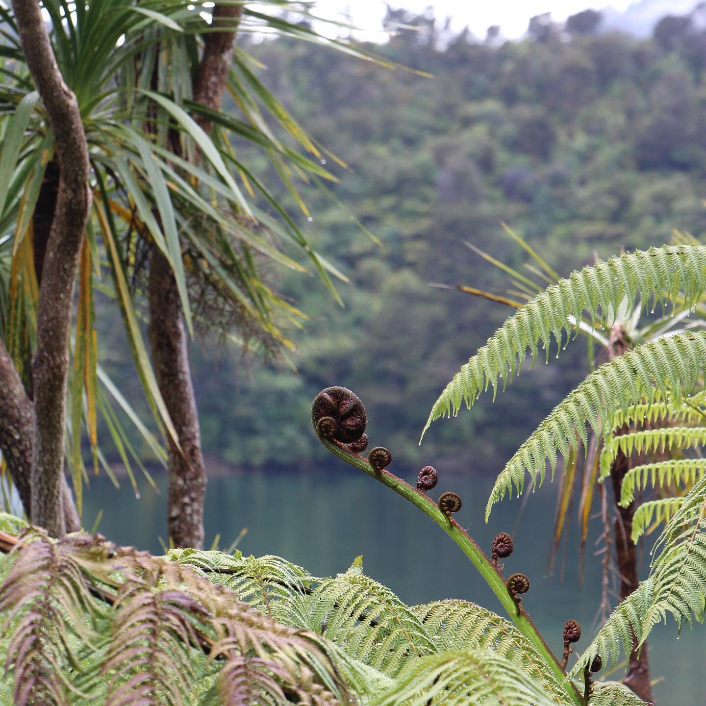 An unfurling fern frond in a special corner of the Marlborough Sound. The unfurling frond, known as a koru, is used in Māori art as a symbol of creation. It means a lot to kiwis - especially those of us away from home. 

#stoneweaverwine #nzwine #pur