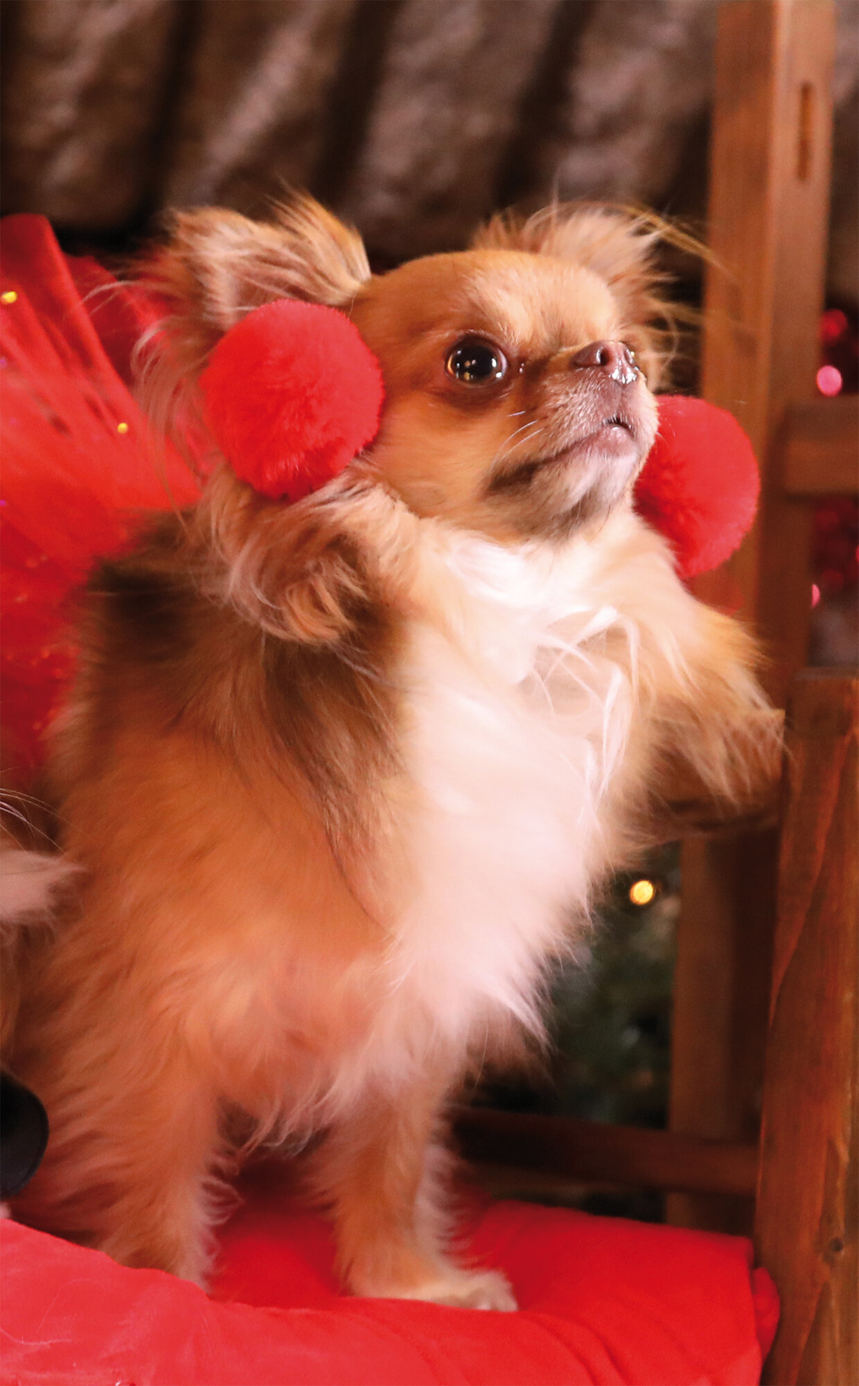 blonde and white chihuahua standing on red chair wearing red fluffy earmuffs and red mesh tutu