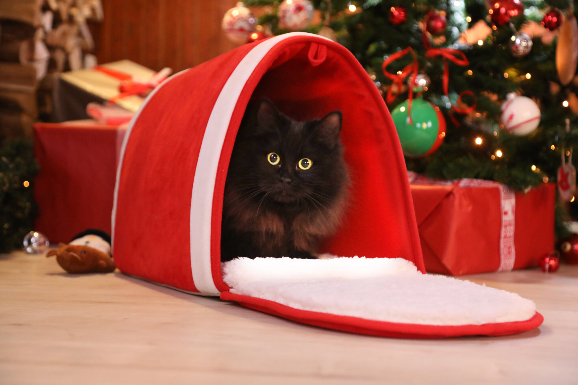 black cat laying down inside red and white mailbox shaped cat bed