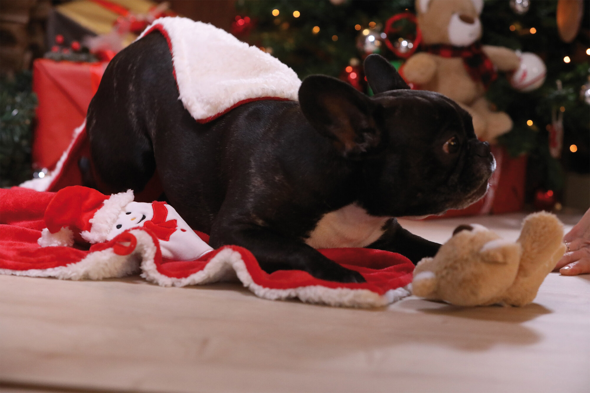 black and white french bulldog bowing in play posture on red and white christmas blanket beside teddy bear dog toy