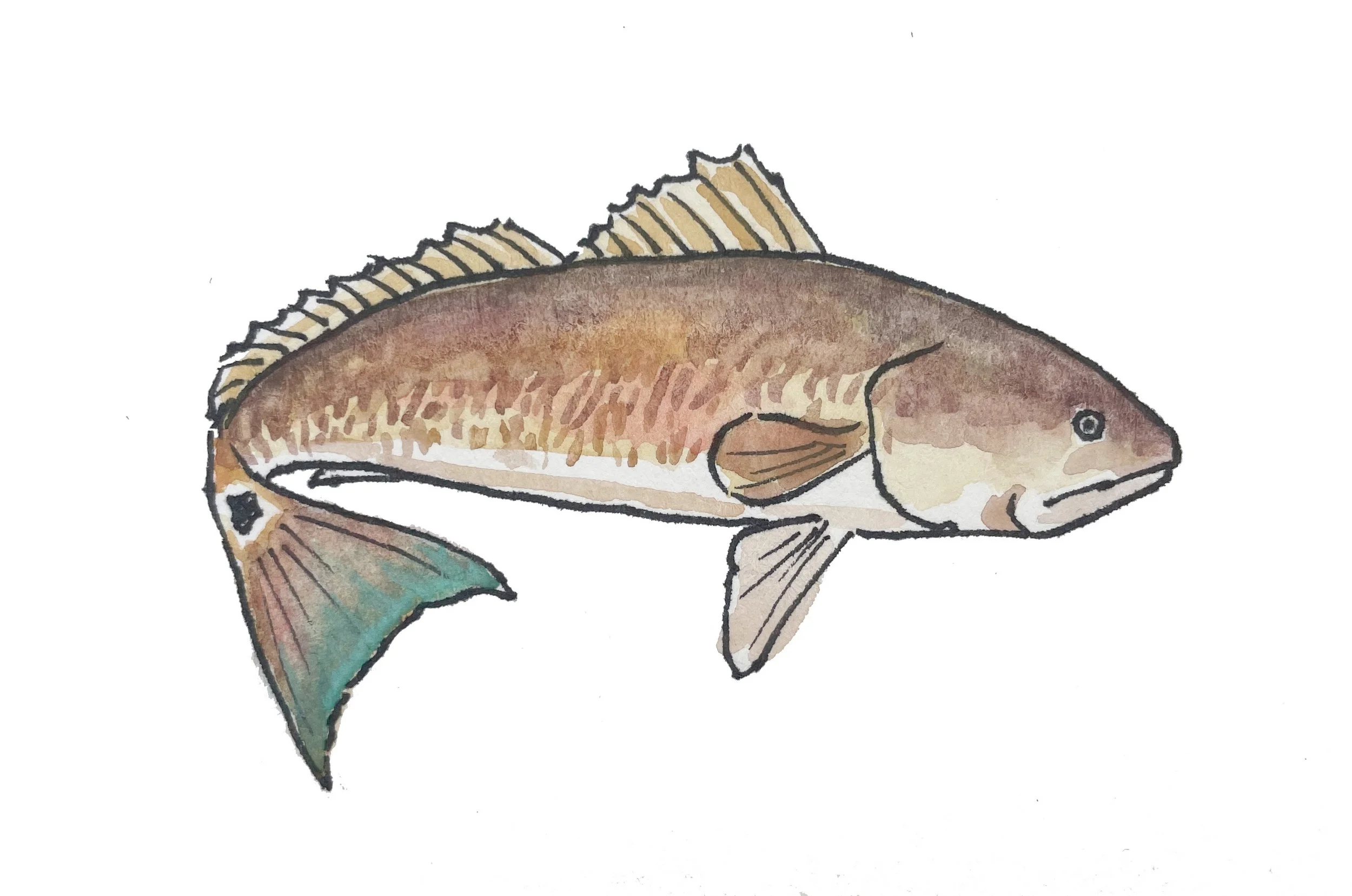4_HOMEGROWN_REDFISH.jpg