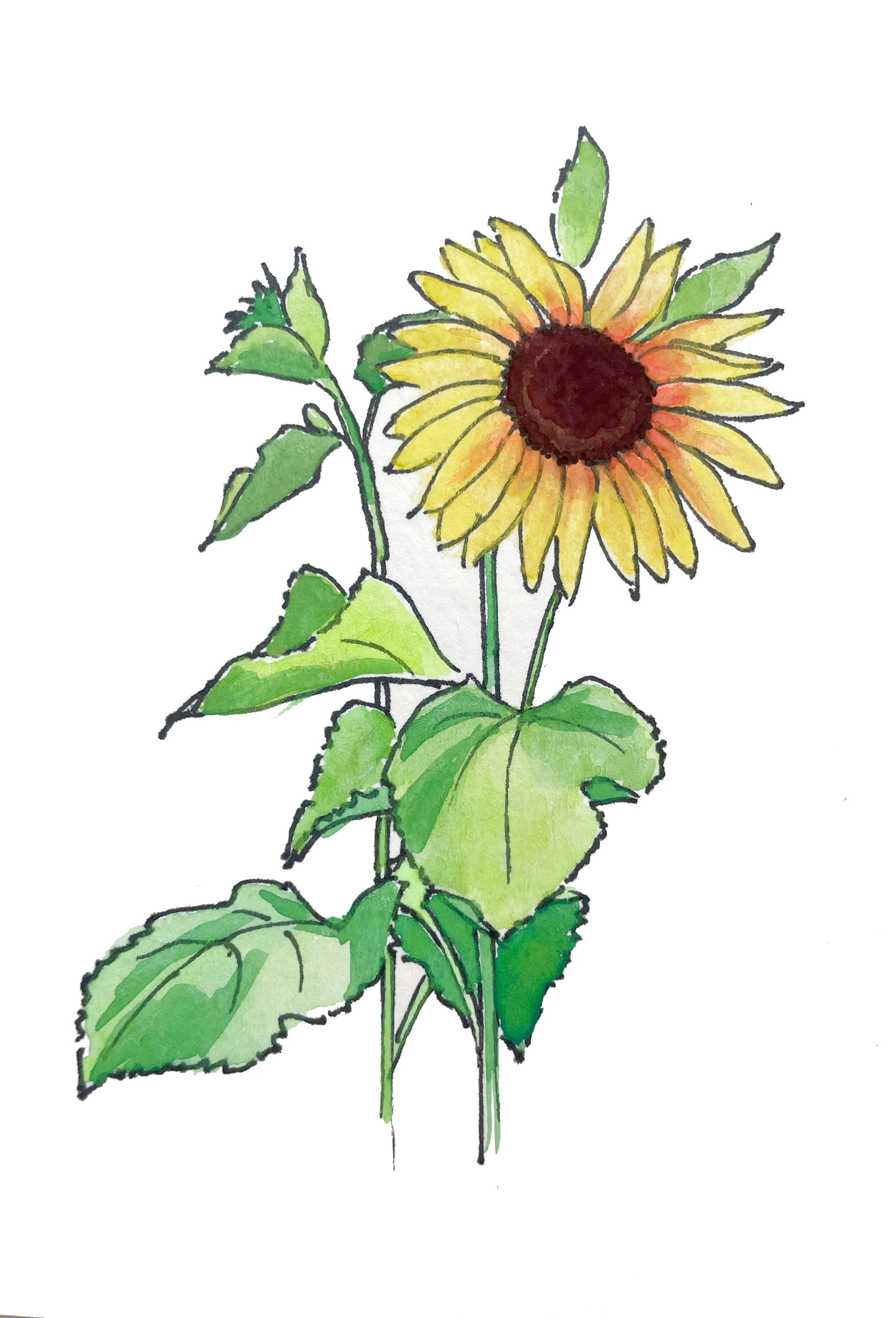 6_SEEDLINGS + EARTH_SUNFLOWER.jpg
