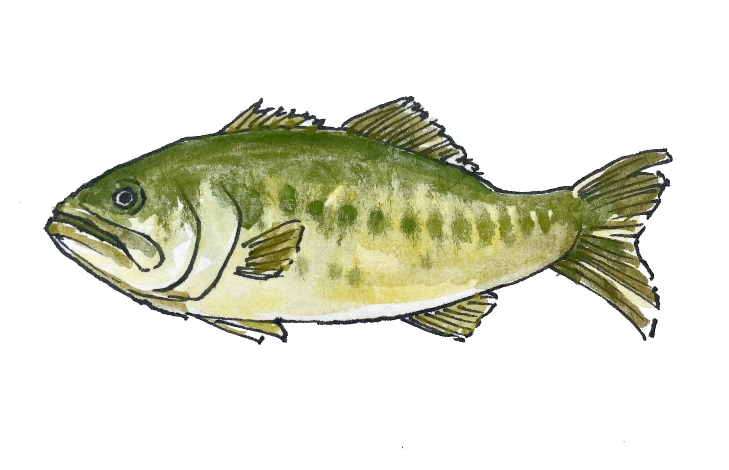 8_COUNTRY CLUB_BASS.jpeg