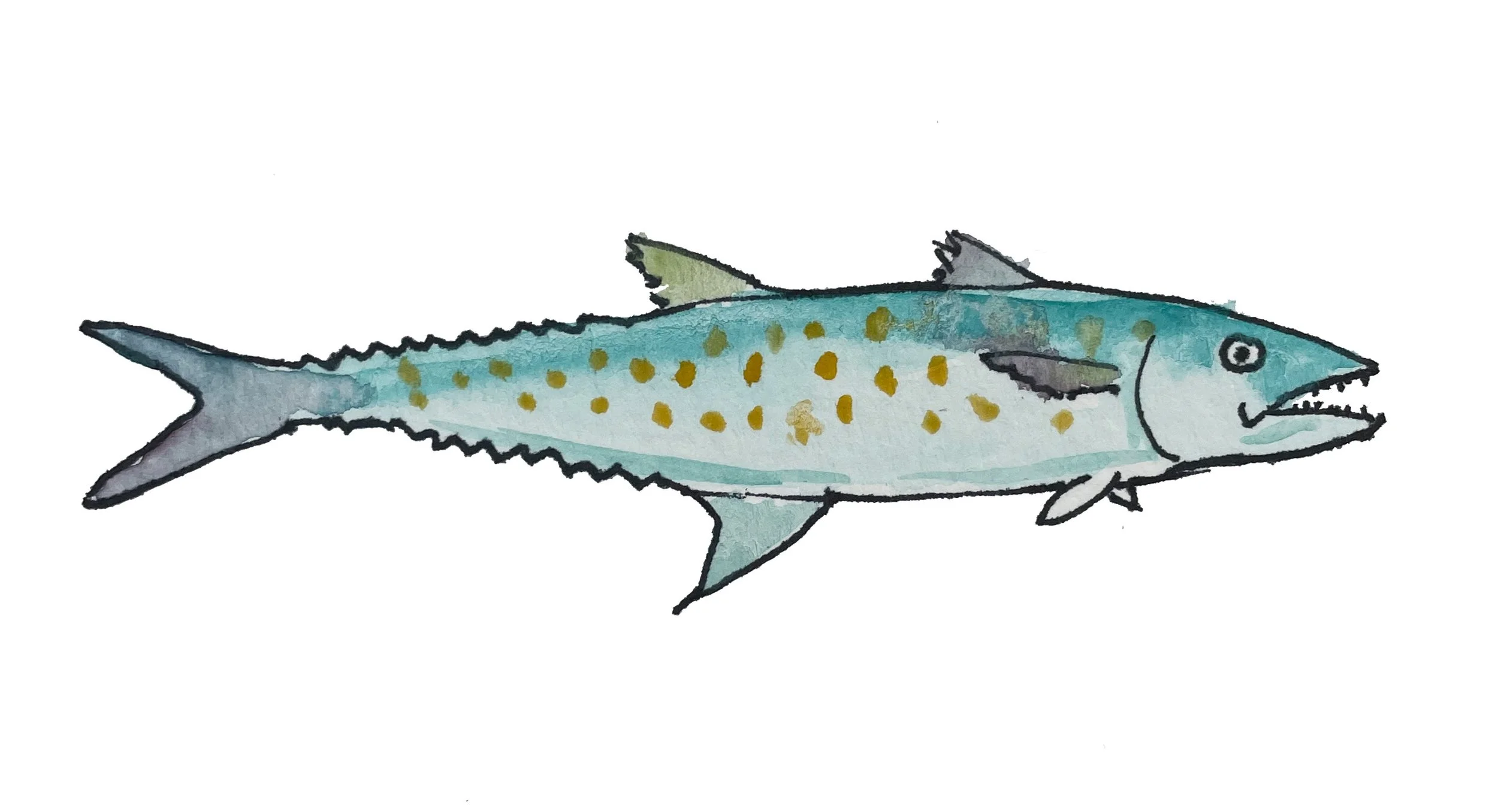 2_DEEP IN THE HEART_SPANISH MACKEREL.jpg