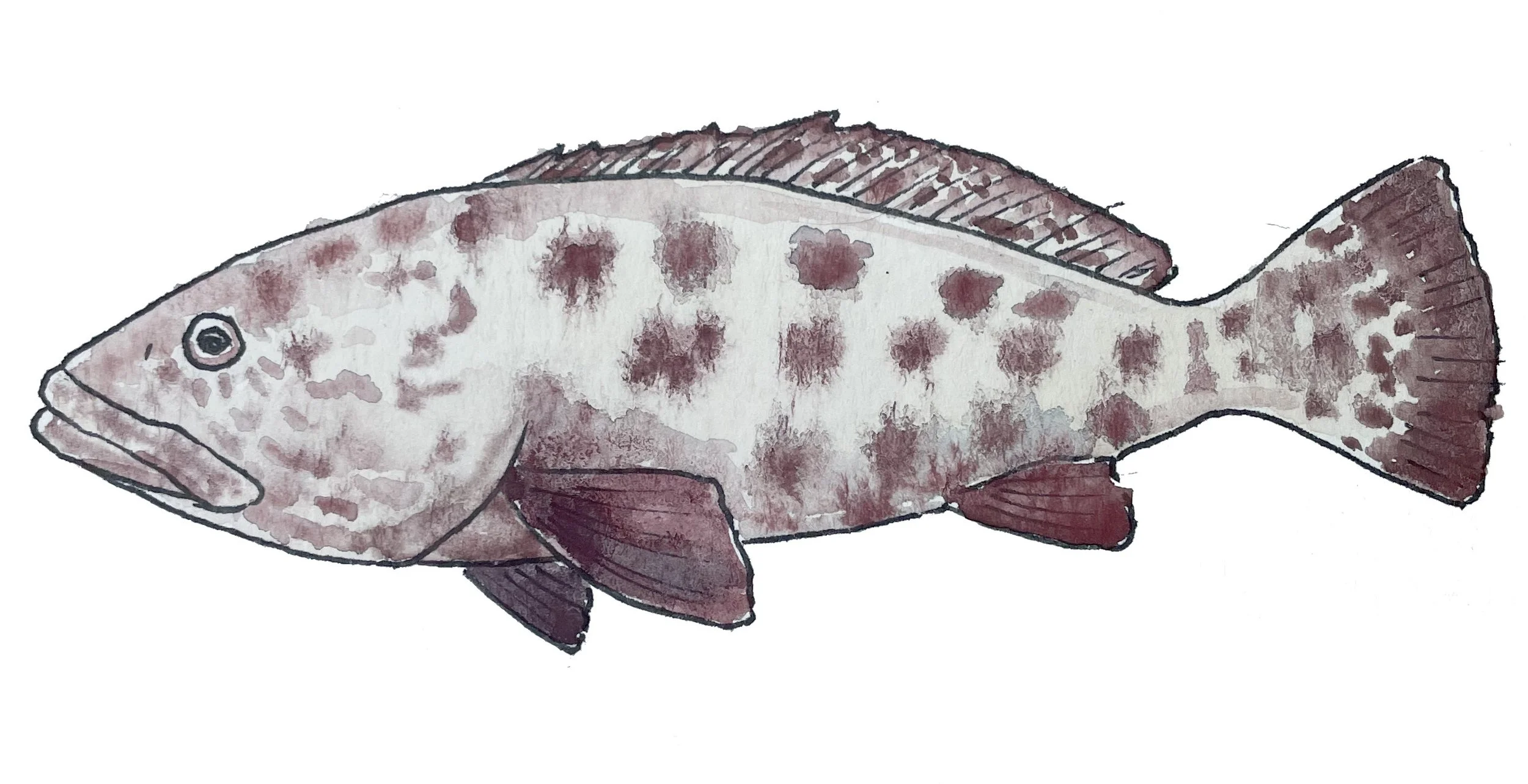 22_AFRICA_POTATO GROUPER.jpg