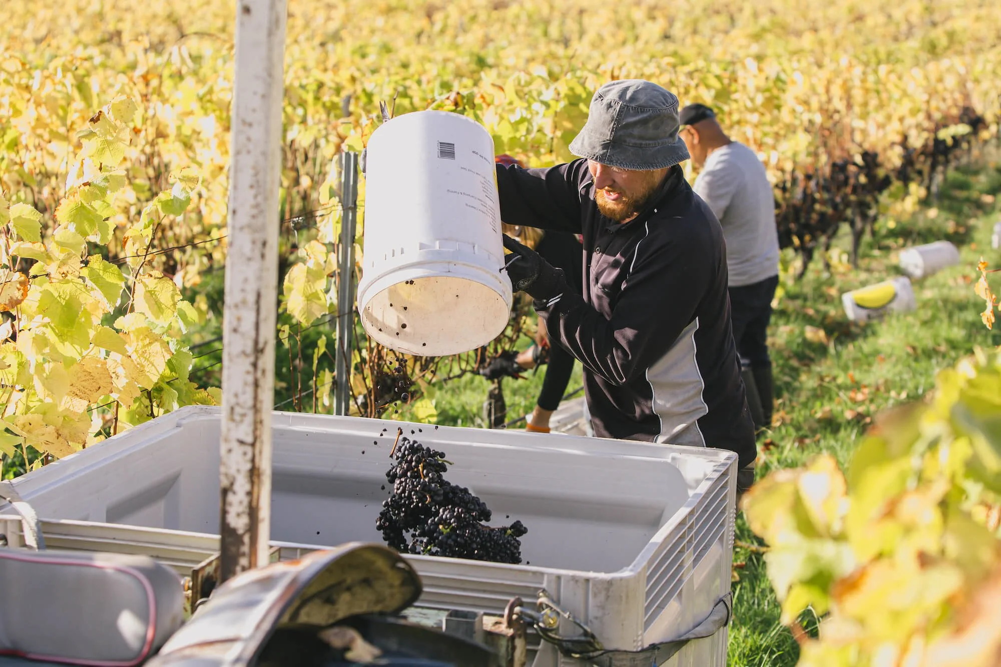 Vineyard Jobs Tamar Valley Wine