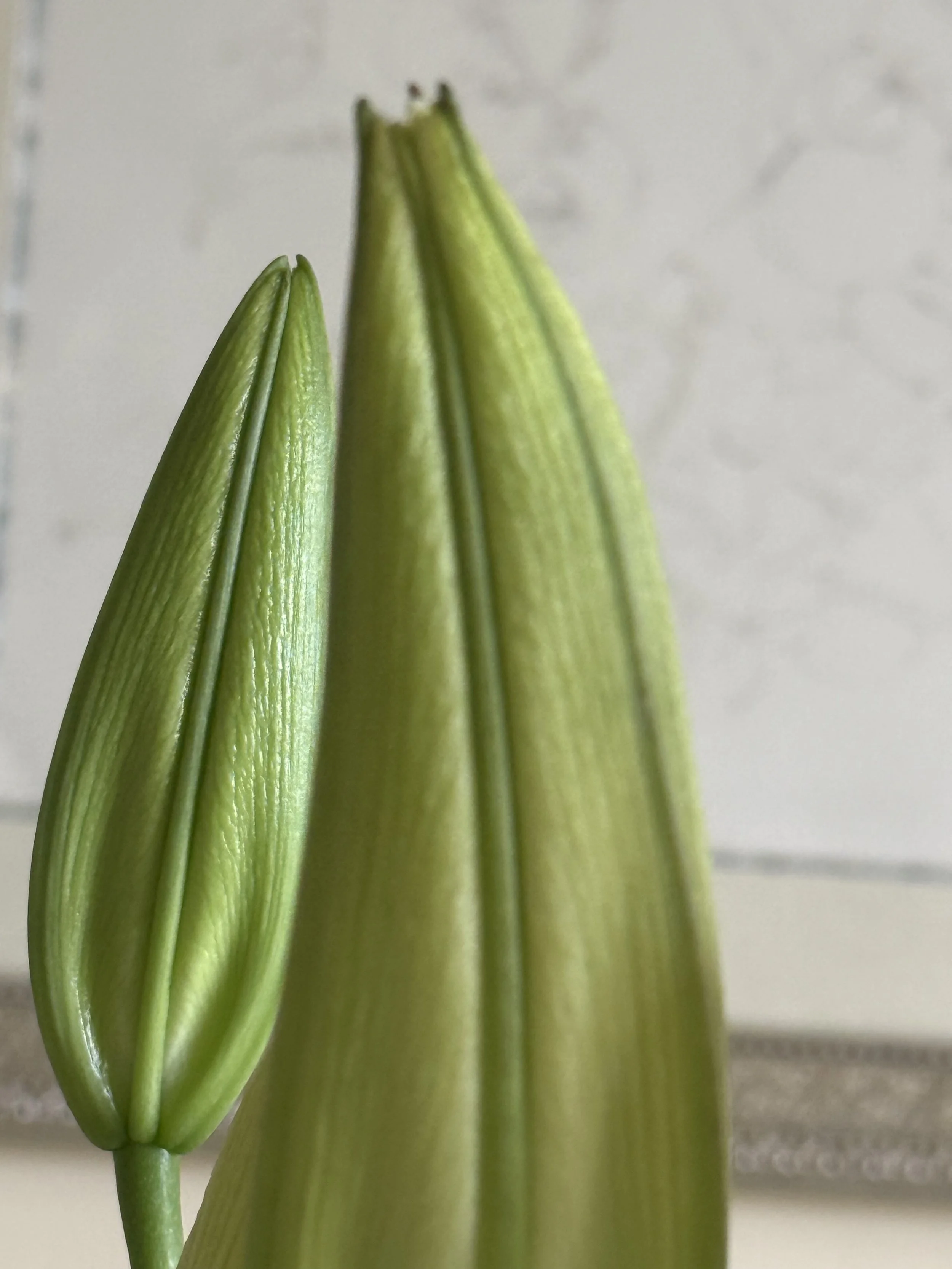 Close-up of the unfurled green leaves of a plant, with a blurred white background.