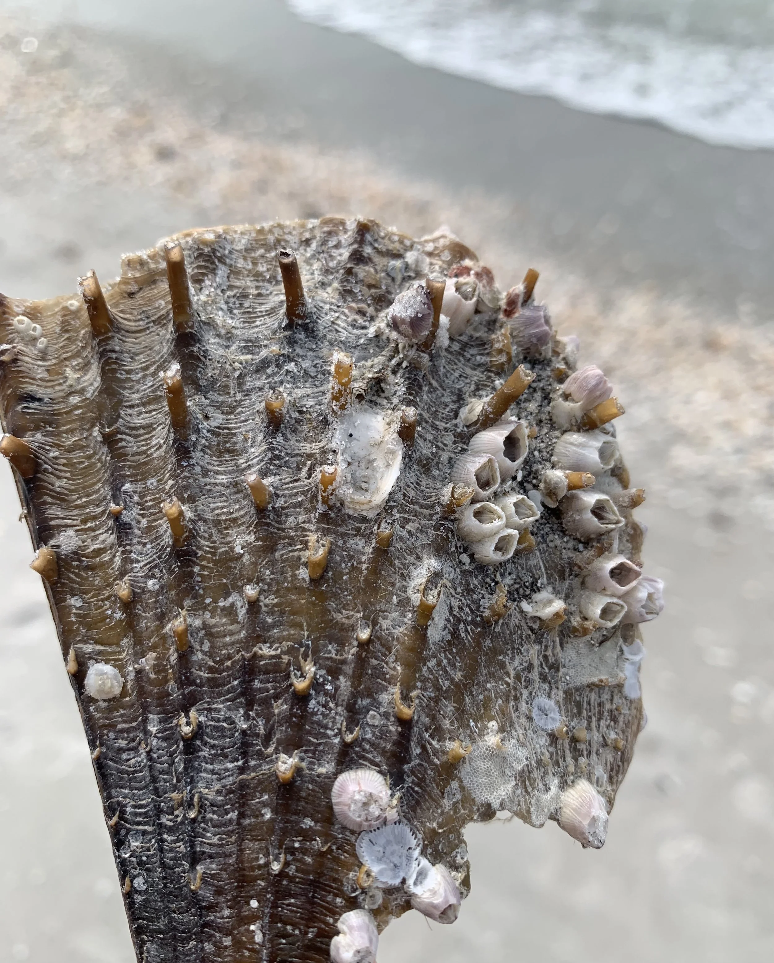 Close-up of a weathered seashell with barnacles and small sea creatures attached, on a sandy beach with the ocean in the background.