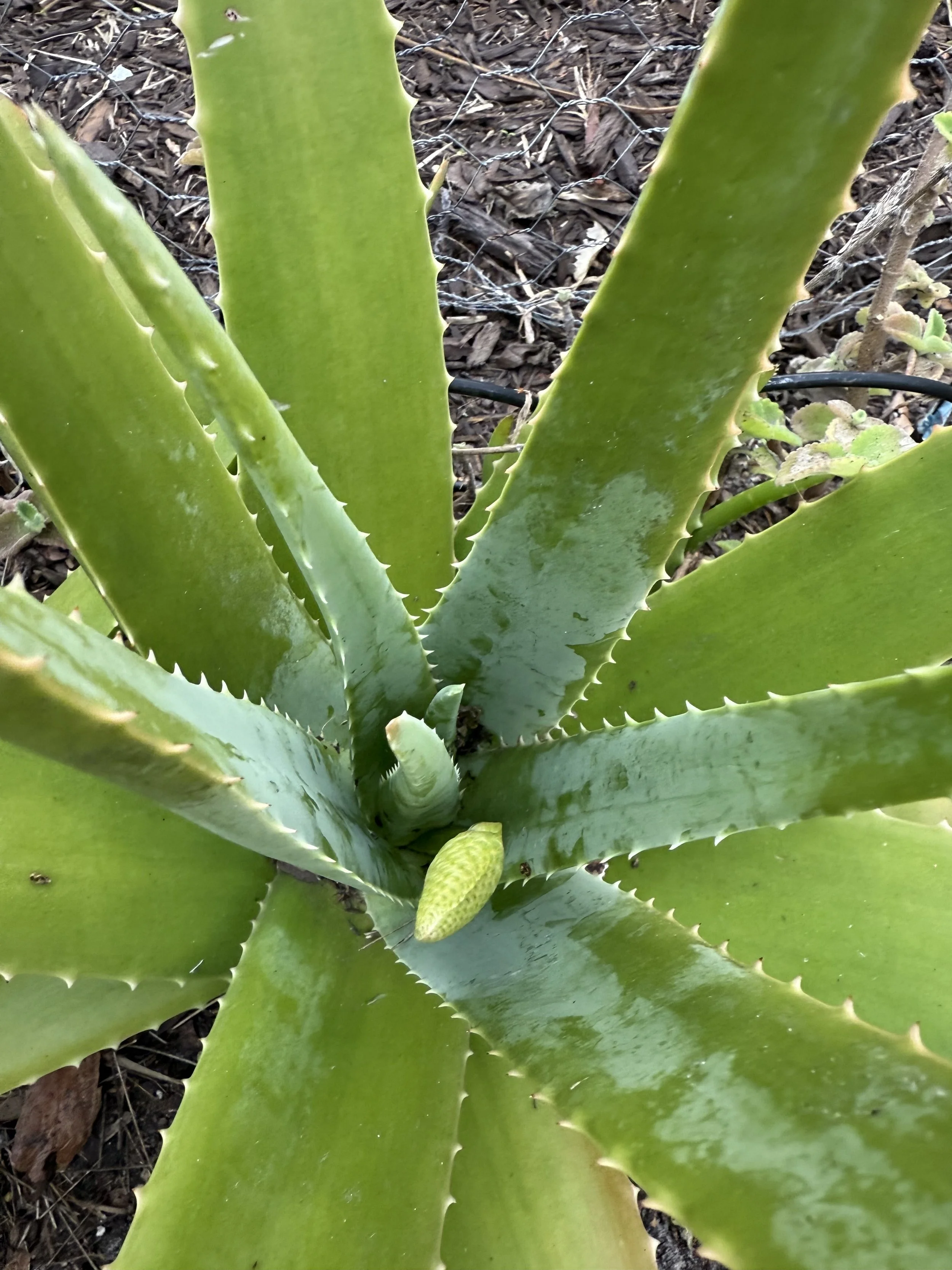 Close-up of green aloe vera plant leaves with a small budding leaf at the center, growing from the plant's base, on soil covered with small bark chips.