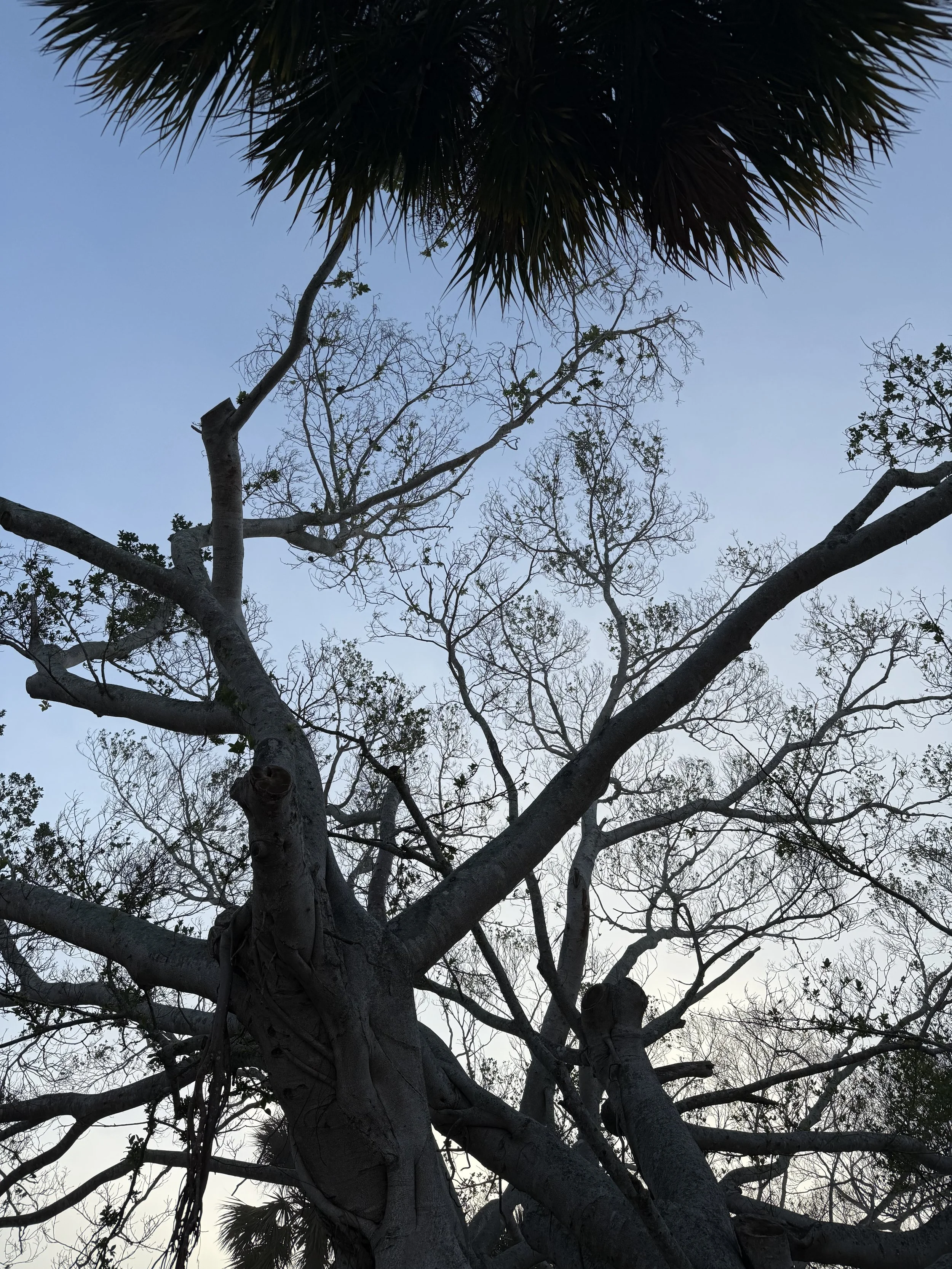 Tree with no leaves, many branches, and a large palm tree at the top against a clear blue sky.