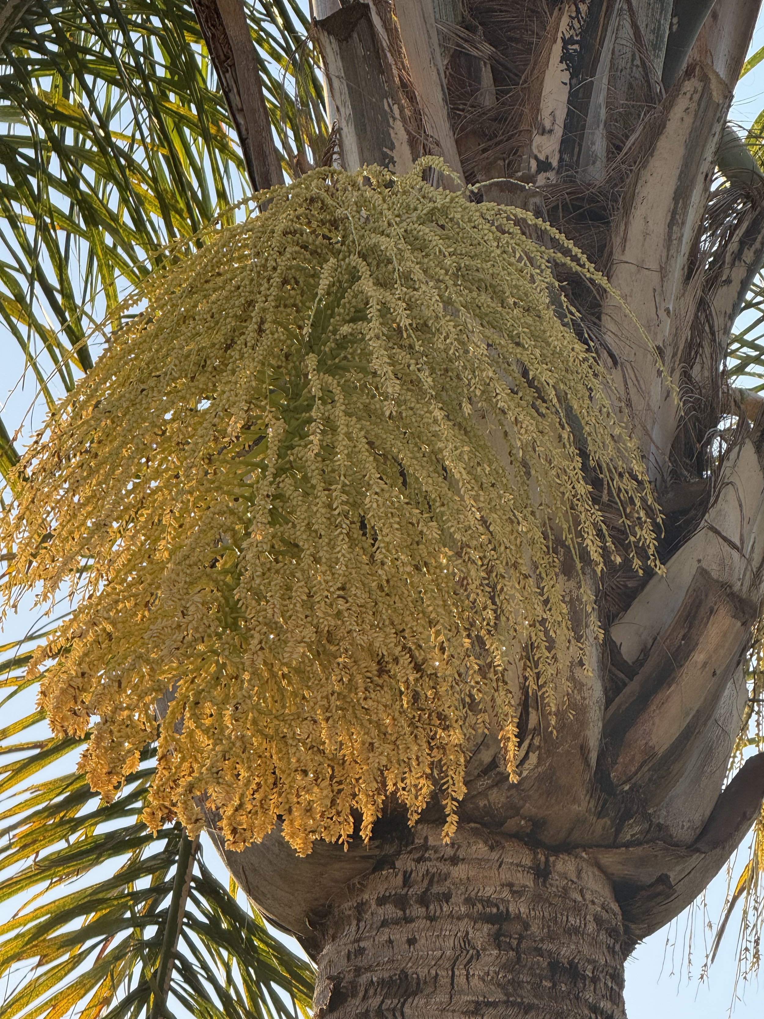 Close-up of a palm tree trunk with a yellow flowering plant growing on it and green palm leaves in the background.