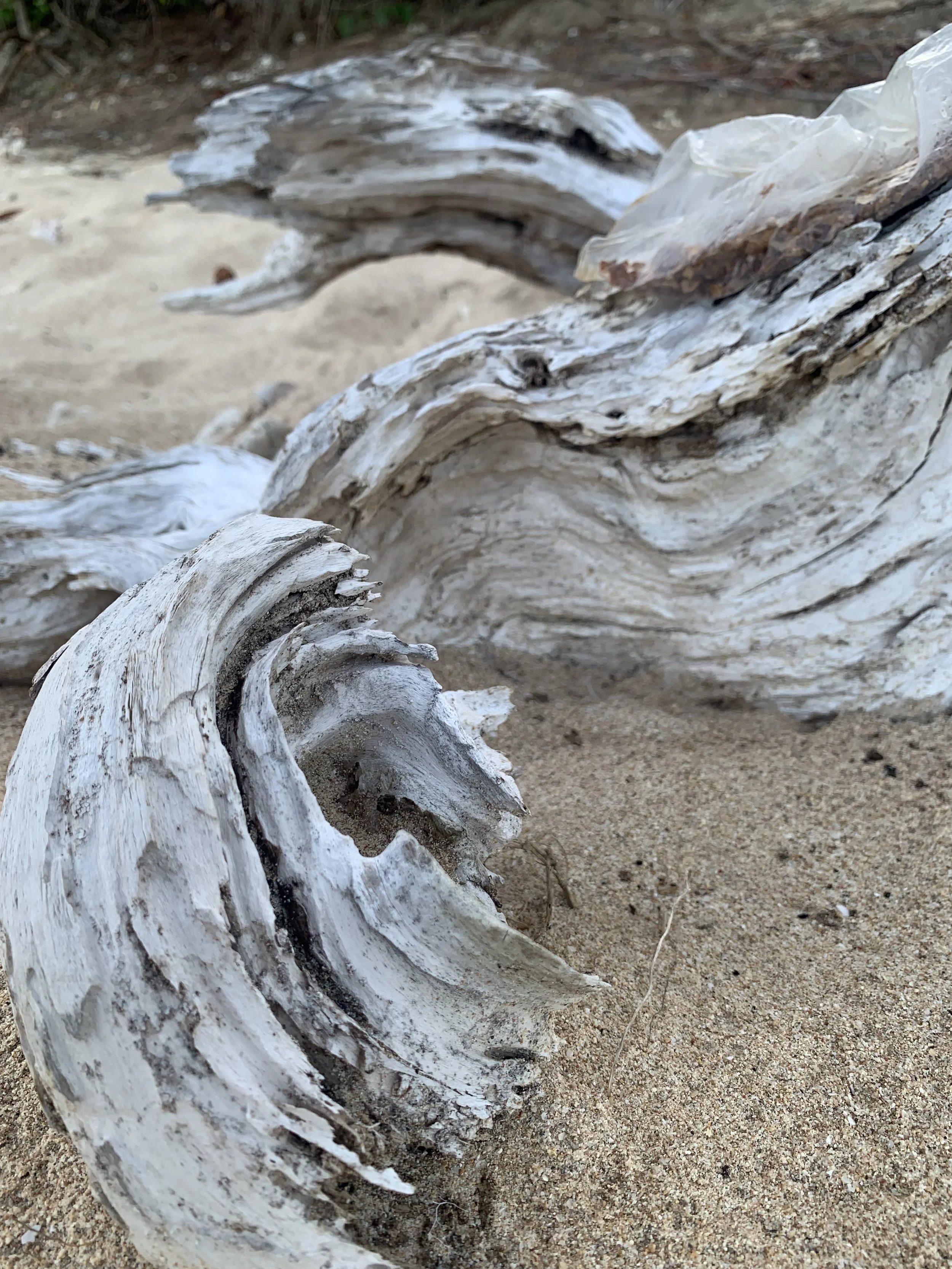 Close-up of bleached, weathered driftwood on sand, with some greenery in the background.