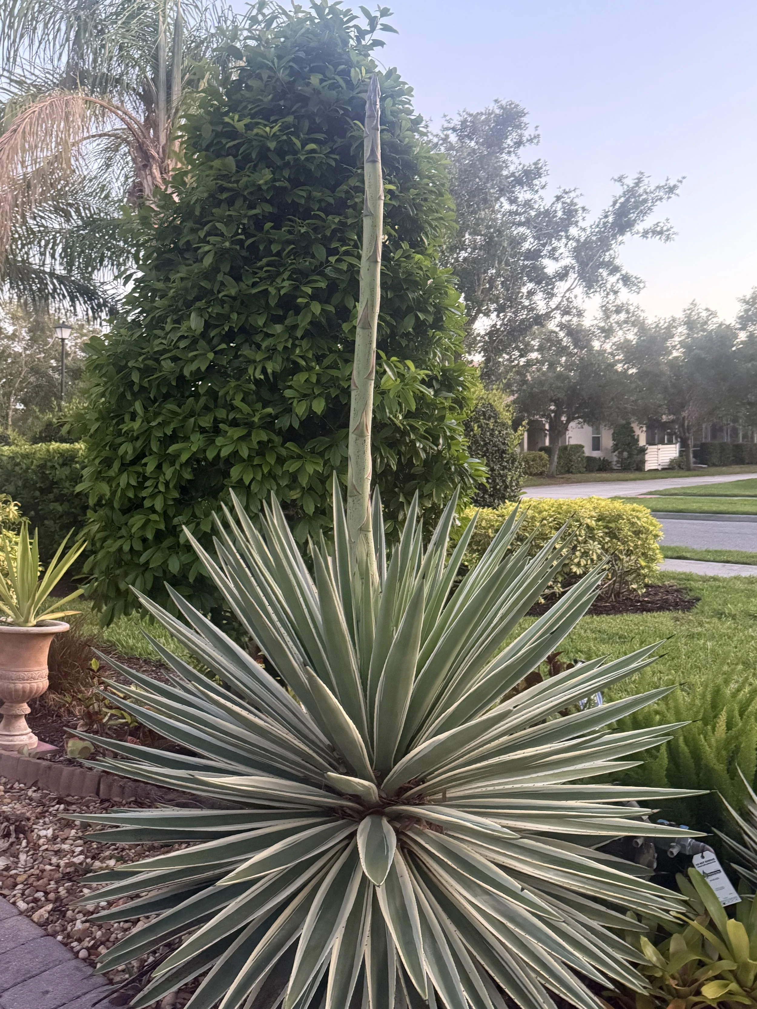 Large spiky succulent plant with green and white striped leaves in a garden bed.